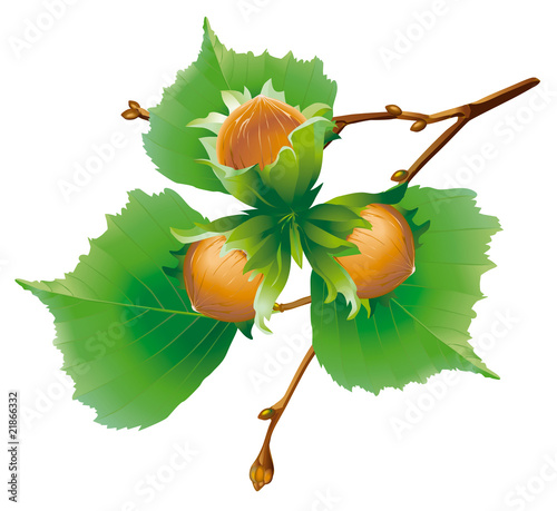 Hazelnut branch