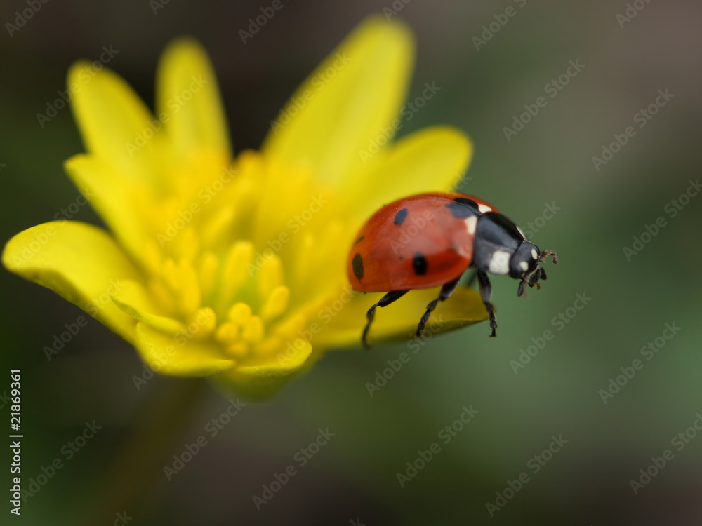 Fototapeta premium Ladybird