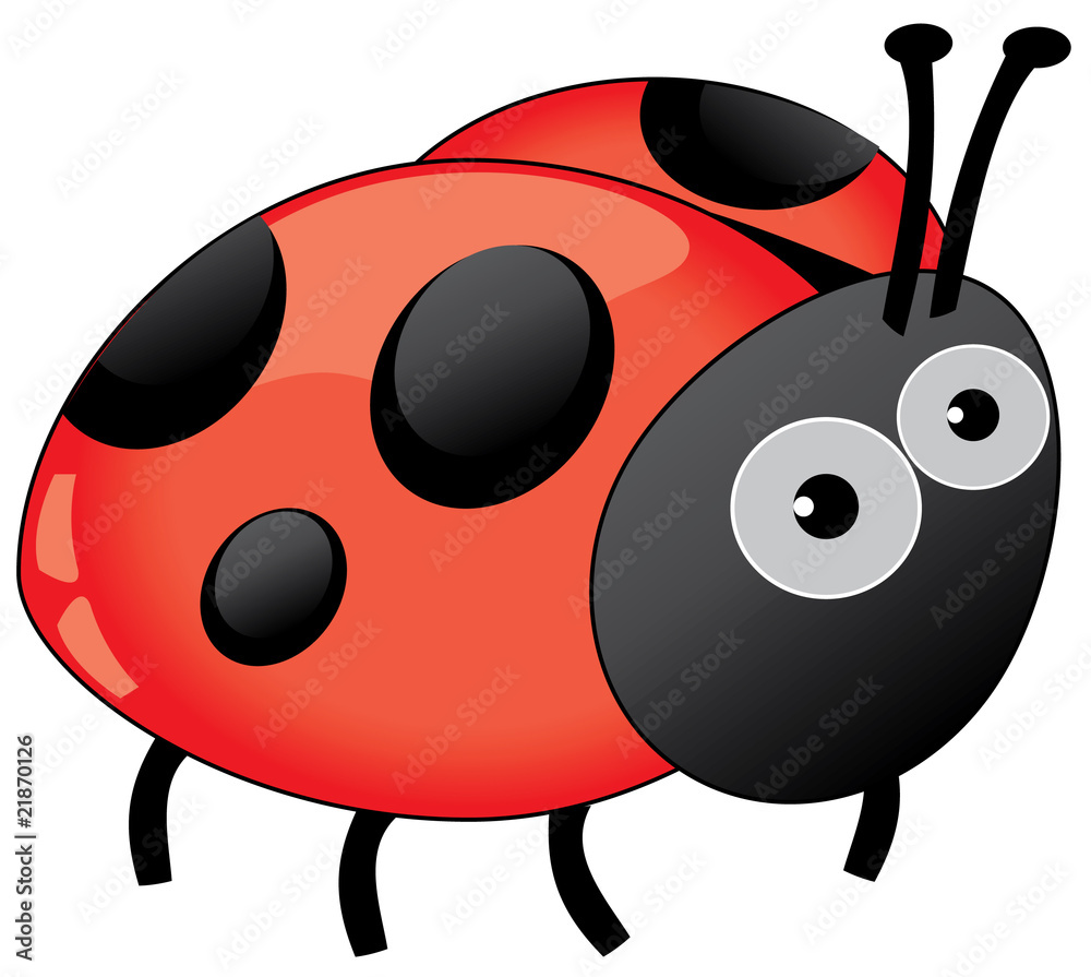 Fototapeta premium ladybug