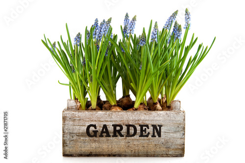 Garden crate with Muscari