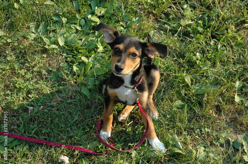 beagle mini pinscher mix