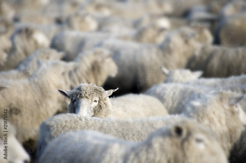 Naklejka premium many sheep bundled together in yard