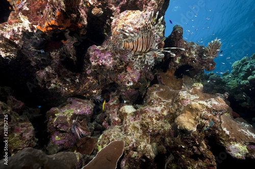 lionfish and ocean