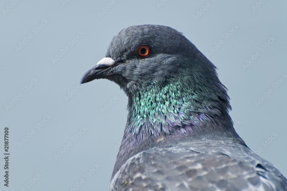 Fototapeta premium Pigeon head