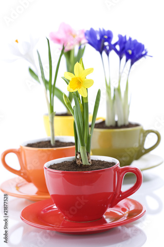 Wallpaper Mural growing spring flowers in a cup Torontodigital.ca