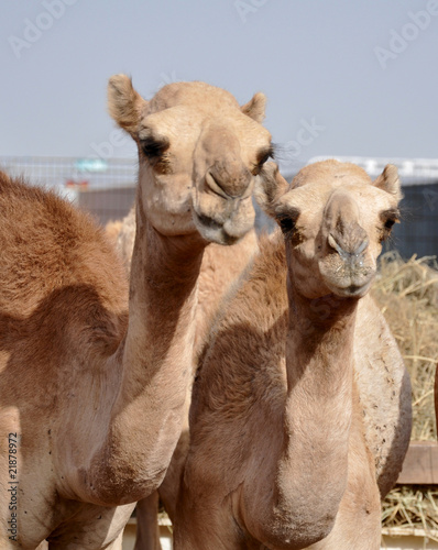 single hump dromedary Camels © Evgenia