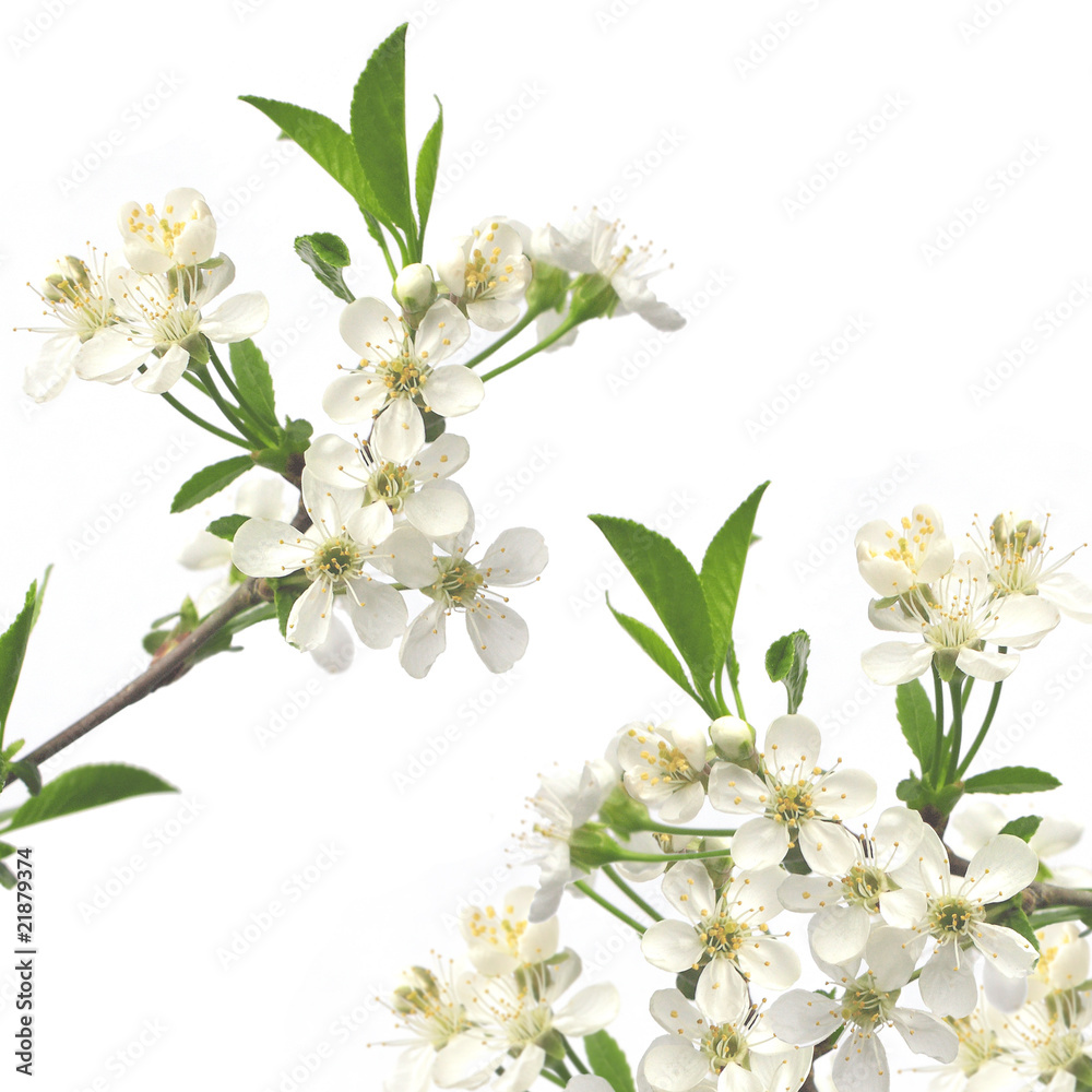 Fototapeta premium Flowers of cherry