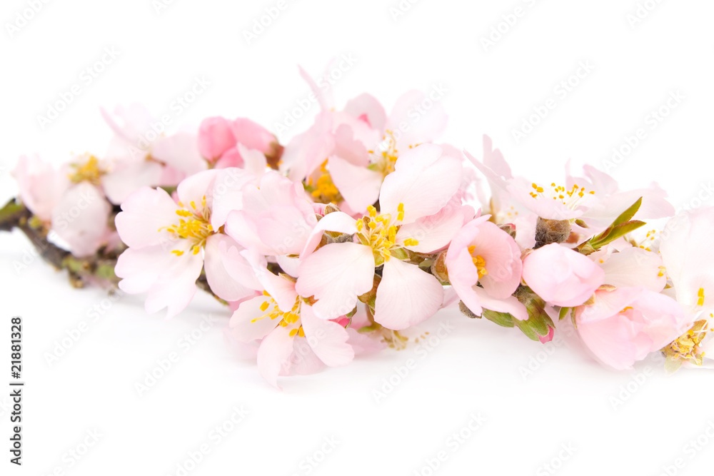 A branch of flowering almonds.