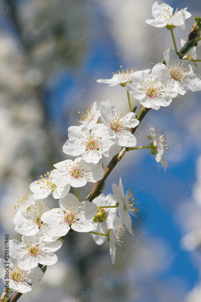 Flowering branch Flowering branch