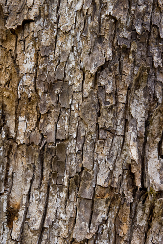 Fototapeta Naklejka Na Ścianę i Meble -  The bark of the tree.