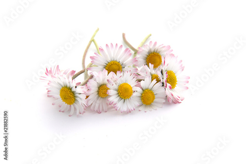 Fototapeta Naklejka Na Ścianę i Meble -  Bouquet de pâquerette