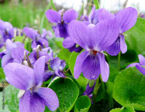 violets in grass
