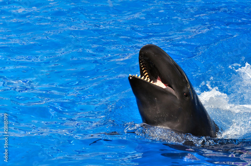 Beluga Whale swimming with its mouth open