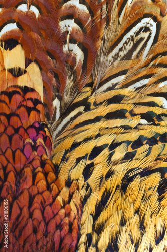 background close up consisting of  ringneck pheasant feathers