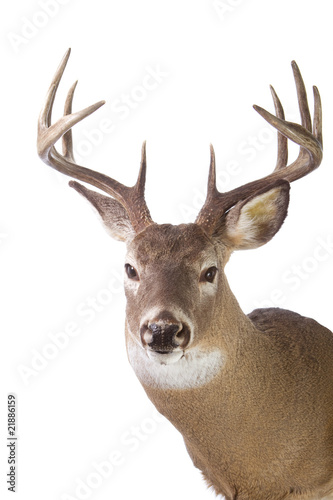 Large whitetail buck isolated on white background