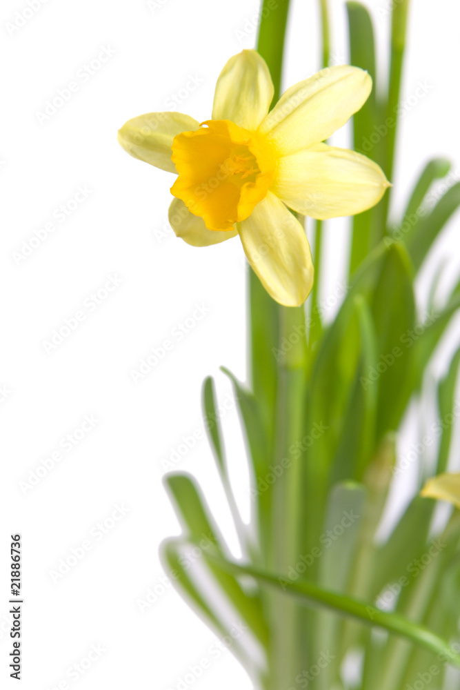 Spring flowers Spring flowers