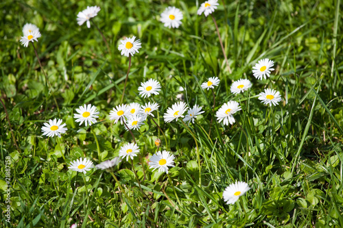lot of daisies in green lawn