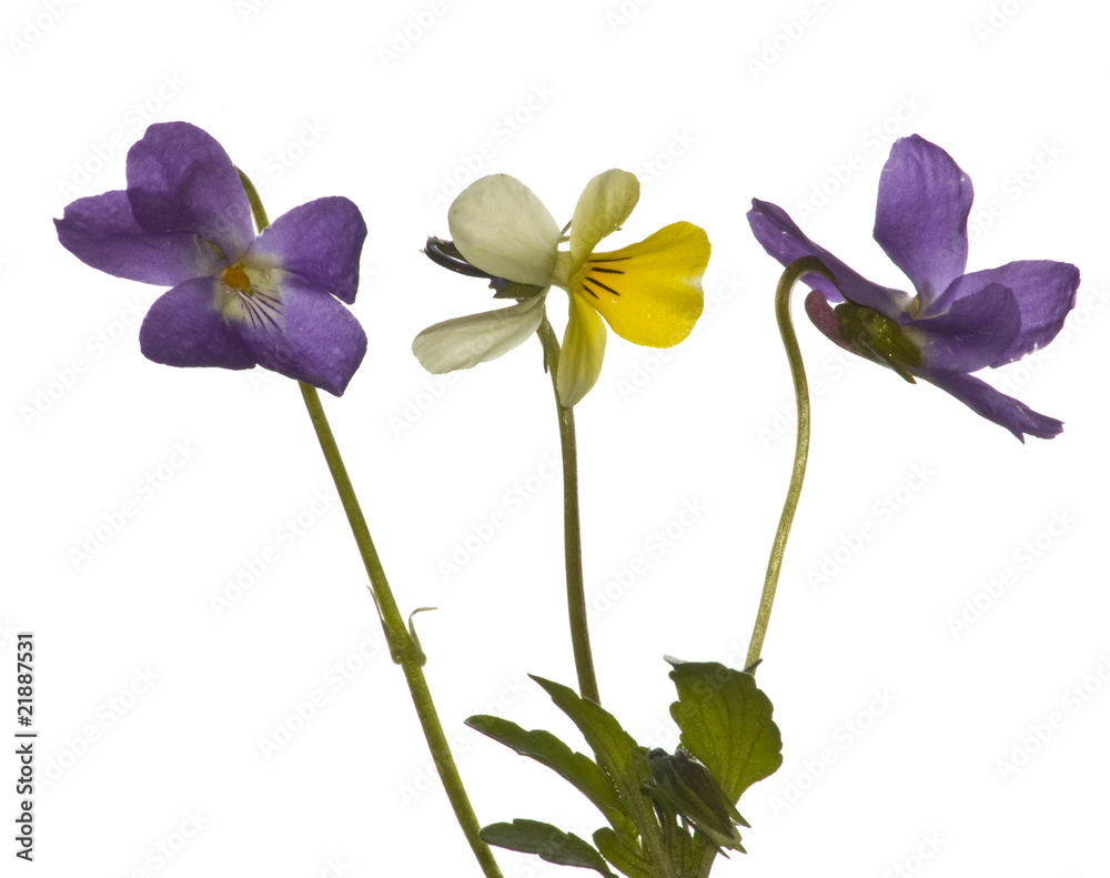 Viola tricolor herbal medicine