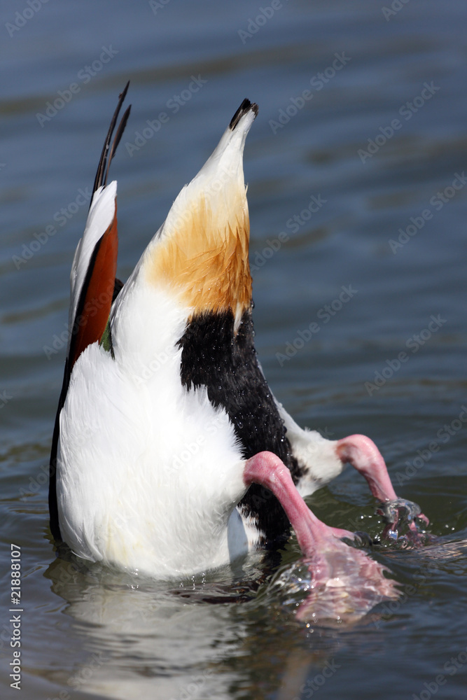 Obraz premium canard