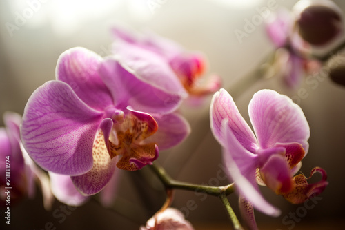 orchid  e