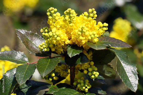 Mahonia à feuilles de houx,Mahonia aquifolium