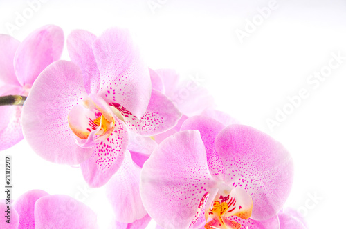 Orchidee