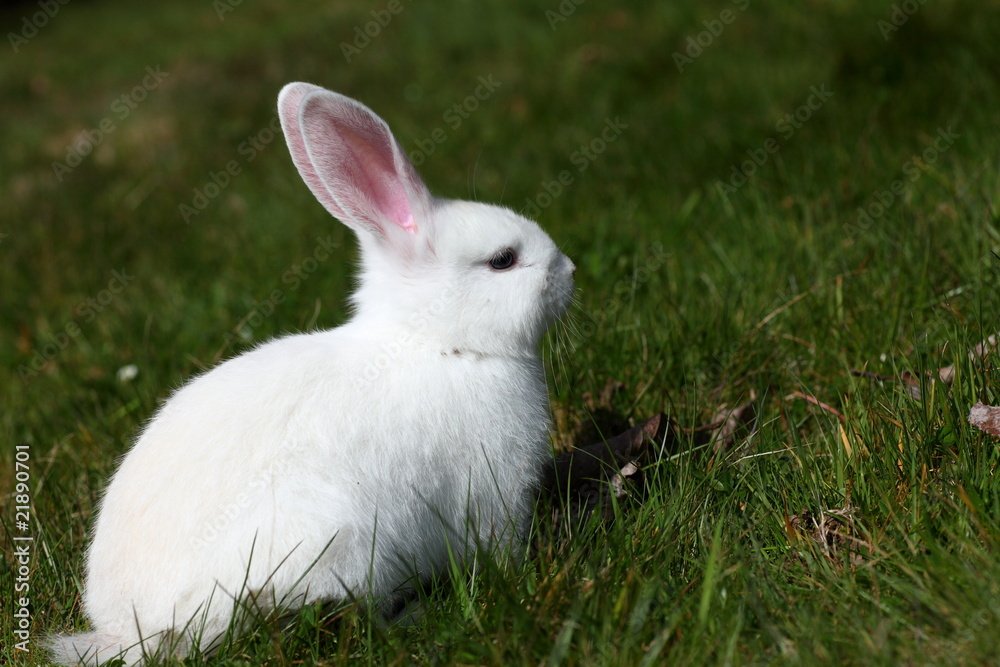 jeune lapin blanc dans l'herbe jeune lapin blanc dans l'herbe