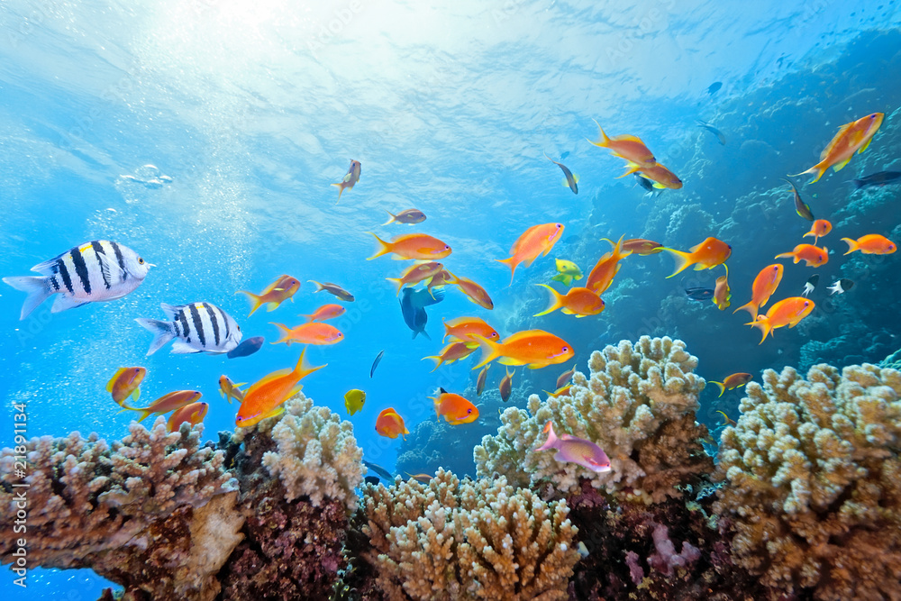 Coral scene on the reef