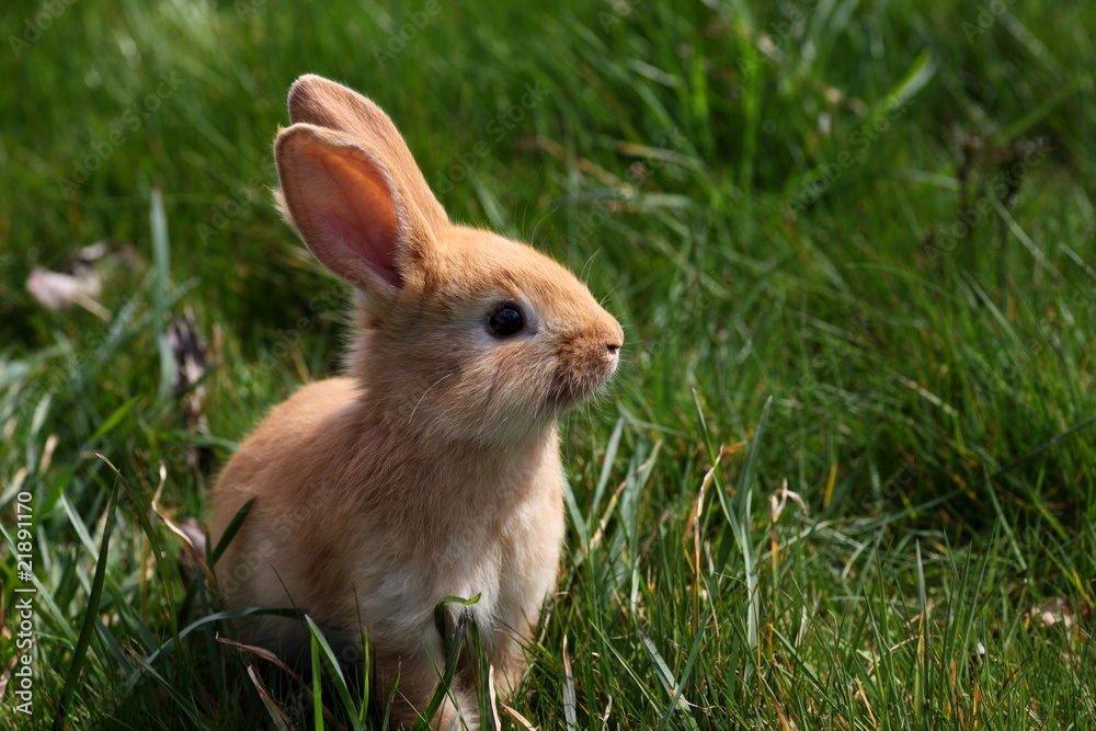 Fototapeta premium jeune lapin marron assis dans l'herbe