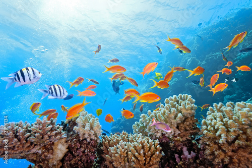 Fototapeta Naklejka Na Ścianę i Meble -  Coral scene on the reef