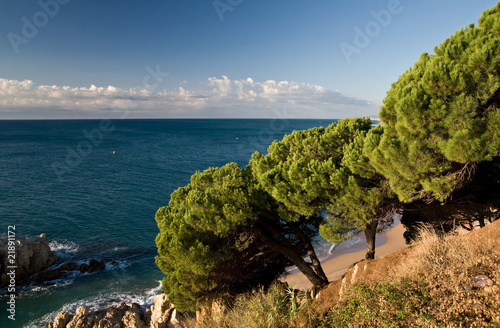 Pines on Spanish coast