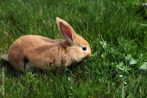 Quadro em tela jeune lapin marron qui mange