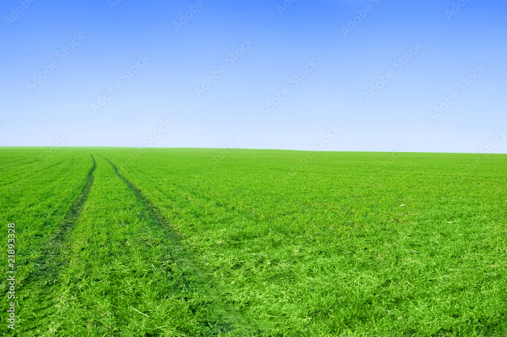 Green field and blue sky conceptual image. Green field and blue sky conceptual image.