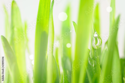 fresh wet grass in sun rays, closeup