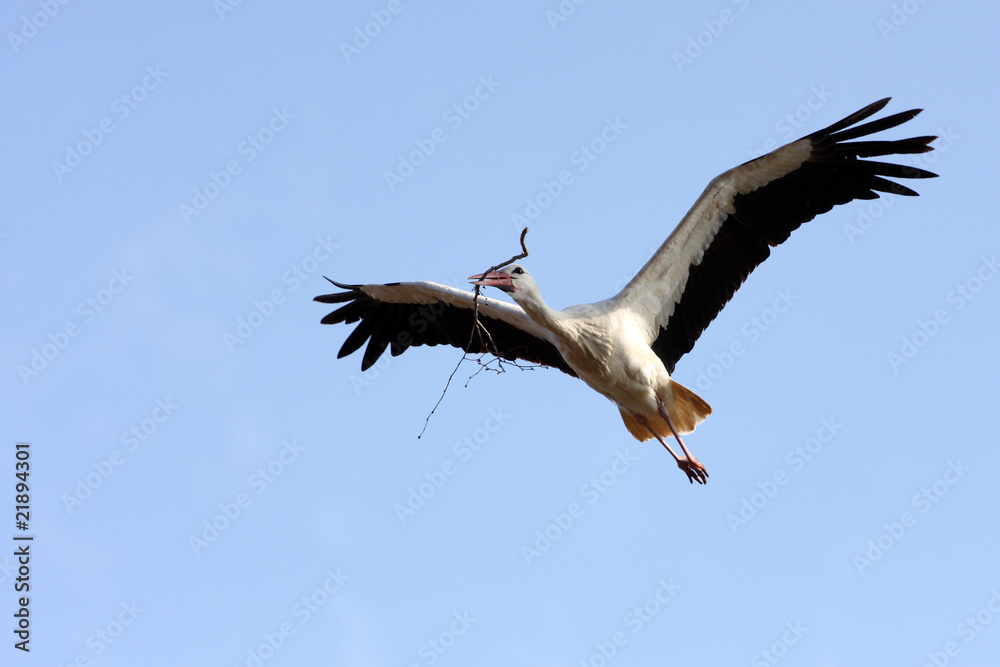 Obraz premium cigogne blanche,ciconia ciconia