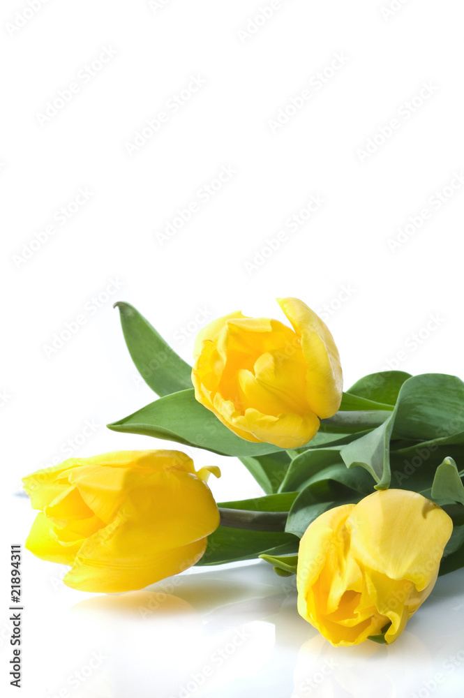 three yellow tulips on white three yellow tulips on white
