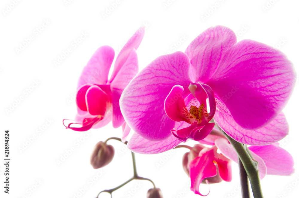 Obraz premium Orchidee