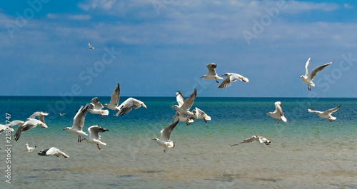 Flying seagulls © Kateryna Moskalenko