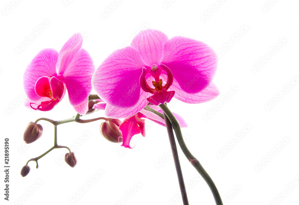Obraz premium Orchidee