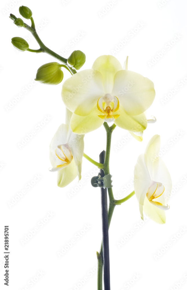 White Orchid Isolated on White