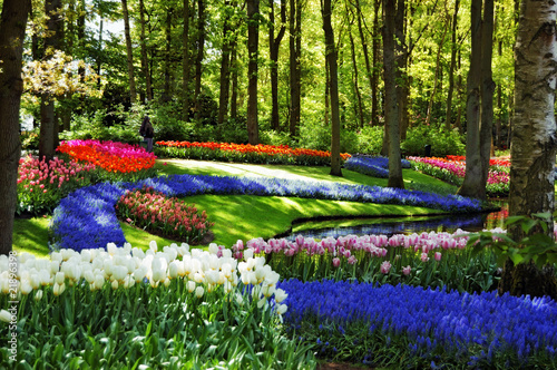 Colorful flowers and blossom in Keukenhof garden, Netherlands