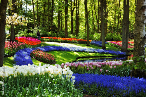 Colorful flowers and blossom in Keukenhof garden, Netherlands photo