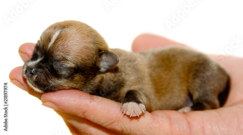 Chihuahua puppy © Andrei Starostin