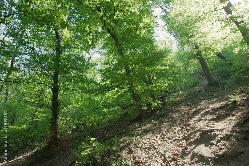 Forest Forest