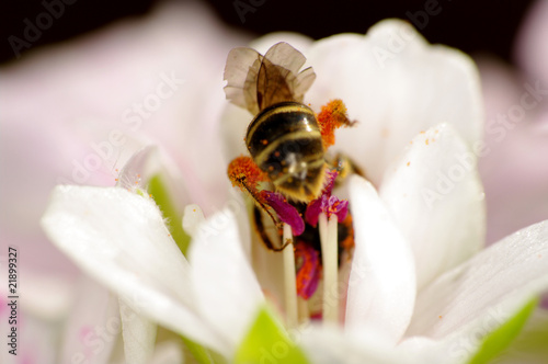 Bussy bee