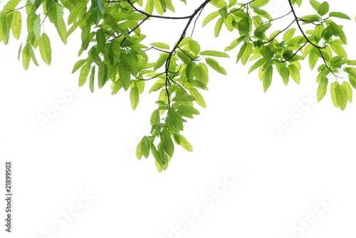 spring nature green leaf