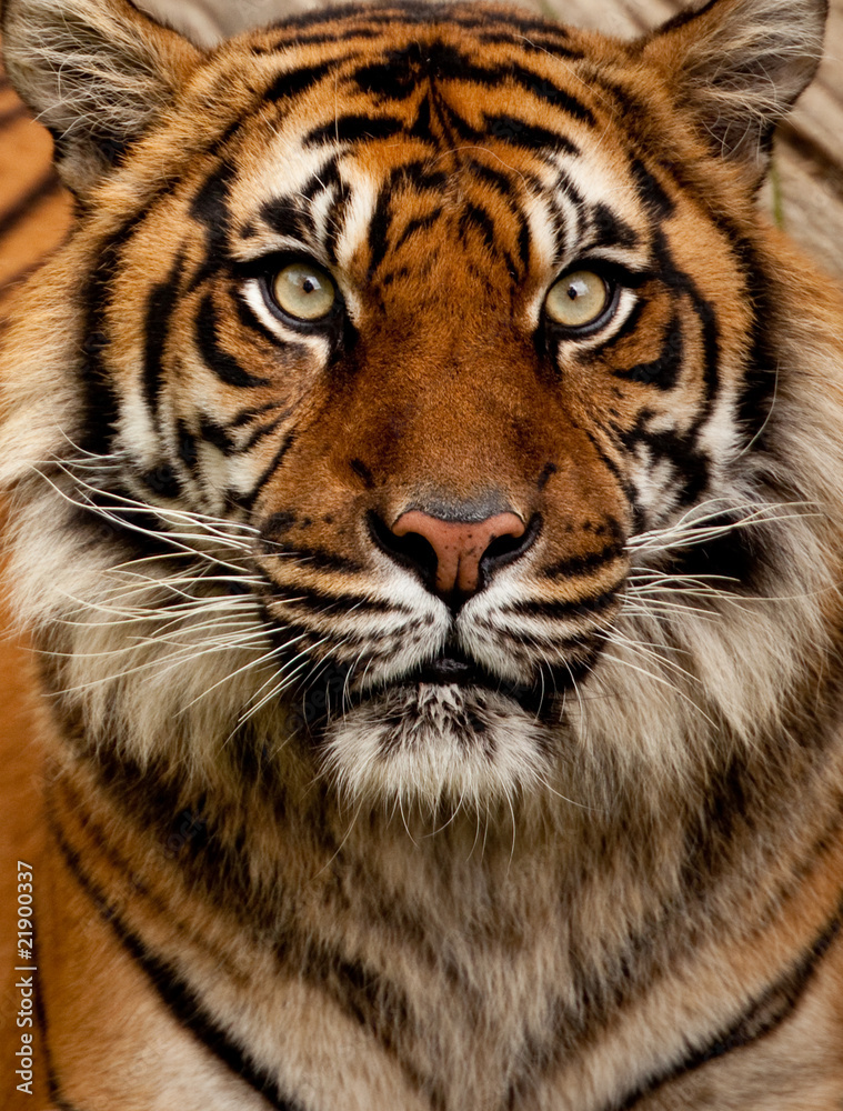 Naklejka premium Tiger portrait