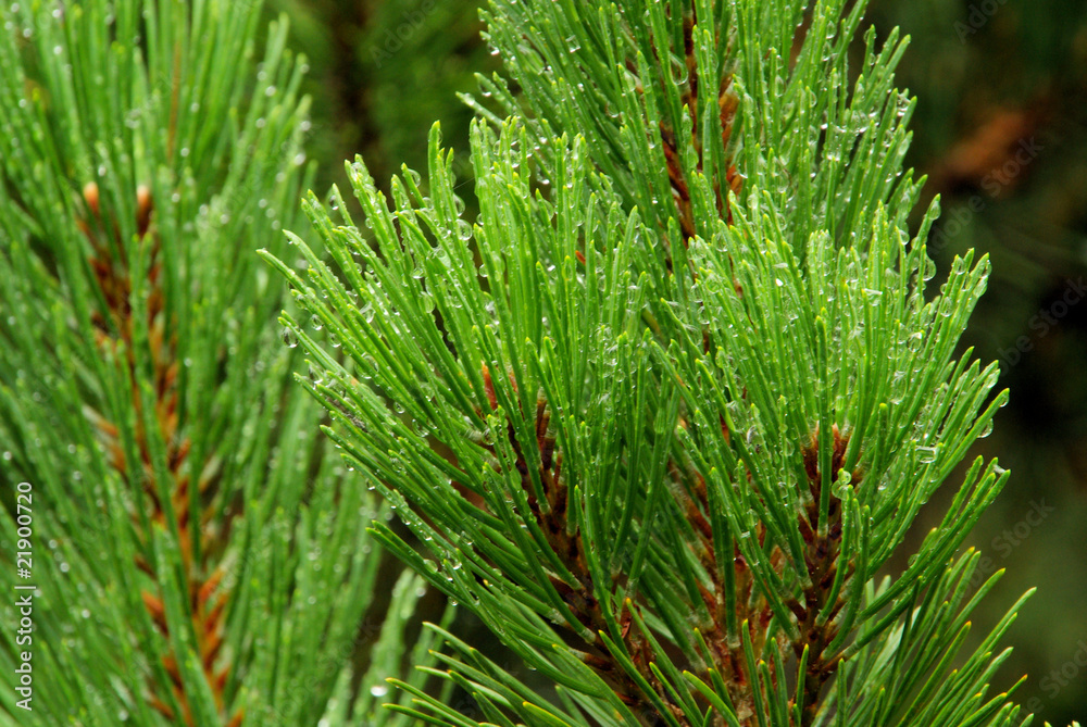 Kieferzweig - pine twig 05 Kieferzweig - pine twig 05