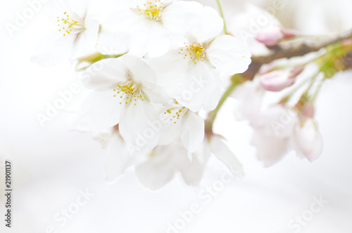 サクラのアップ