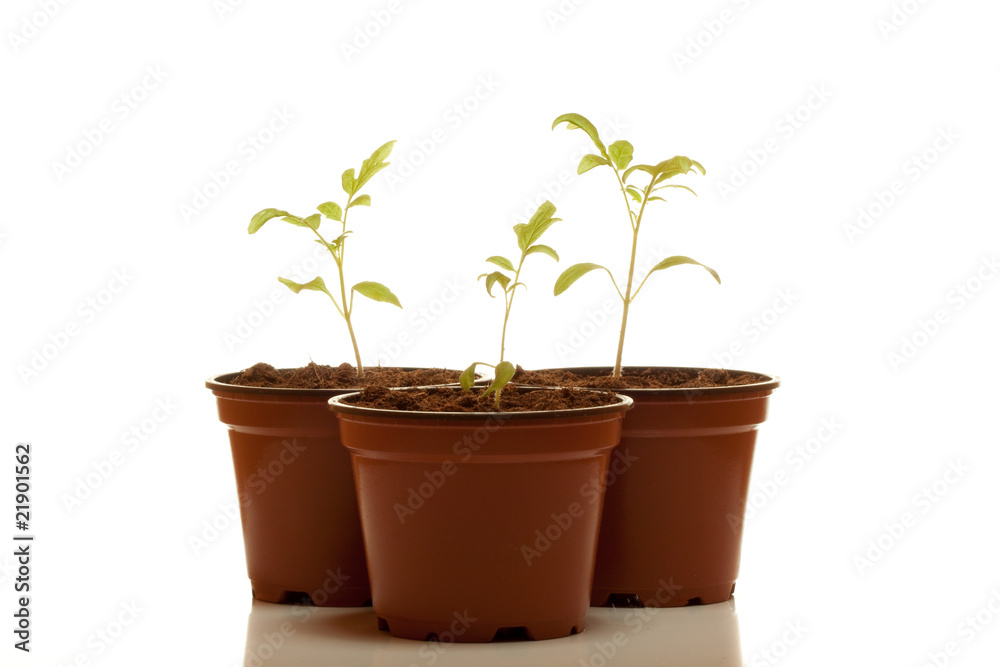 Three green tomatos